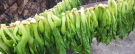 巴西龟的外观特点，头部具有暗黄色条纹