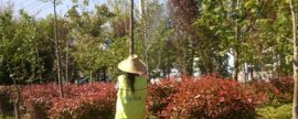 半斤的草鱼苗一年可以长到什么程度，通常可以长到3斤左右