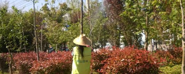 半斤的草鱼苗一年可以长到什么程度，通常可以长到3斤左右