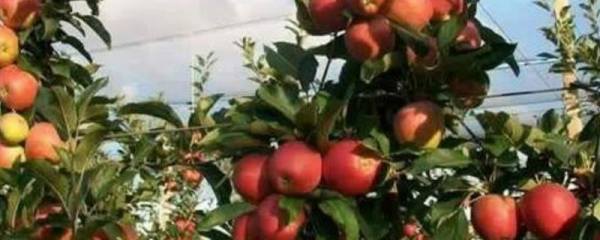为什么养鸡要给鸡吃盐，补充氯和钠防啄毛