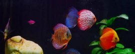 怎么把青香蕉催熟，具体有几种方法