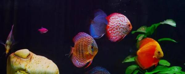 怎么把青香蕉催熟，具体有几种方法