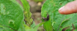 豌豆的栽培技术，选择土层深厚、土壤肥沃疏松的地块