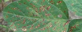 怎么防治绿豆细菌性斑点病，可实行轮作并且要避免田间过湿