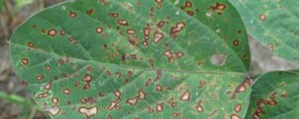 怎么防治绿豆细菌性斑点病，可实行轮作并且要避免田间过湿