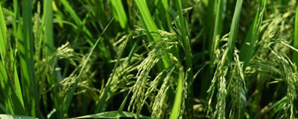 心农98玉米种简介，区试平均生育期132天
