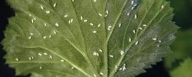 烟粉虱的综合防治措施，贯彻预防为主、综合防治的方针