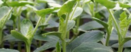 春秋221玉米种简介，高抗茎腐病