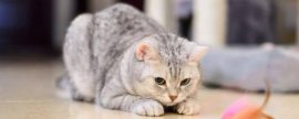 给猫剪指甲流血了怎么办，根据剪伤的程度决定