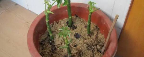 杀虫单简介，对蚕毒性强