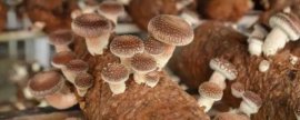 种植青萝卜步骤，轻松种植出美味青萝卜