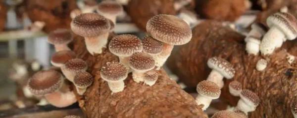 粳禾821水稻品种的特性，普通粳稻品种