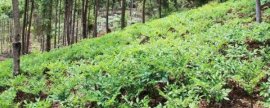 种植红参要施什么肥料，一般以有机肥为主