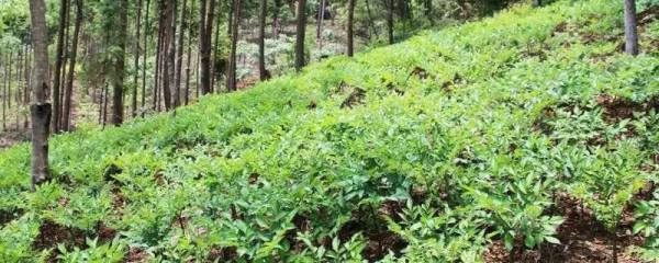 北方能不能种植菠萝，可以种植但要注意做好保温措施