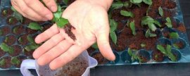 棉花靠什么传播种子，附棉花的种植方法
