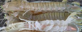 为什么性引诱剂是生物防治