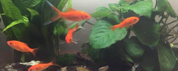 怎样种植藏红花盆栽,控制生长温度