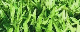 丹东黄蚬子水煮还是蒸，哪种方式更健康美味