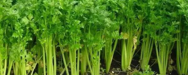 怎么种茼蒿容易发芽，湿度温度很关键