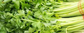 秋芹菜何时种植，9-10月份更加合适