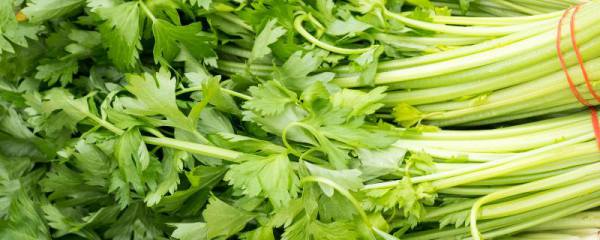 秋芹菜何时种植，9-10月份更加合适