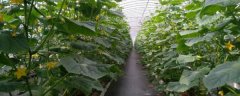 氧化镁喂牛的正确方法，确定合适的喂食量