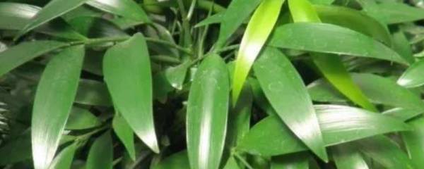黄金丝茶泰尚黄价格，为什么比普通茶贵那么多