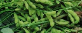 甜蜜蓝宝石葡萄是什么，有什么特点