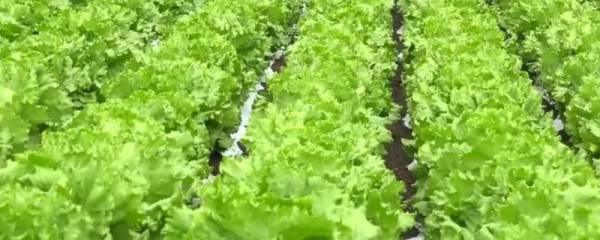 恐龙鱼的品种，品种较多且外形均不同