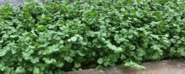 玉米苗几叶期才能移栽