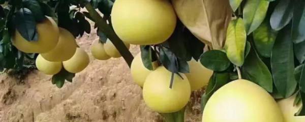 格桑花的花语是什么