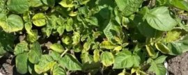 红龙鱼换水间隔期，每隔7-10天换一次即可