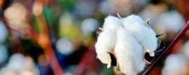 大智173玉米种子简介，适宜在肥力中上等的地块种植