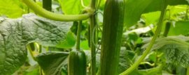 花鲢鱼和白鲢鱼的区别，白鲢的胸鳍长度不超过腹鳍基部