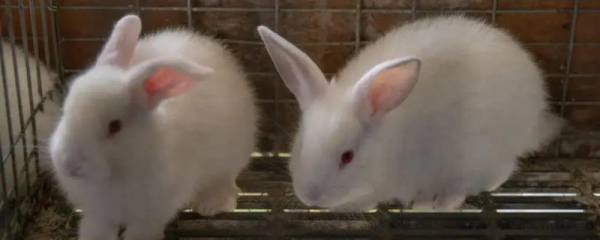 兔子养多长时间才能认主，时常喂食可增进感情
