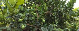 韭菜6月份能播种吗