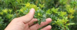 玉米免耕播种有哪些坏处