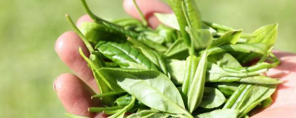 红蜻蜓灯鱼好不好养，喂食难度大比较难养