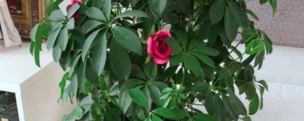 七叶莲的开花时间，通常为7-10月份