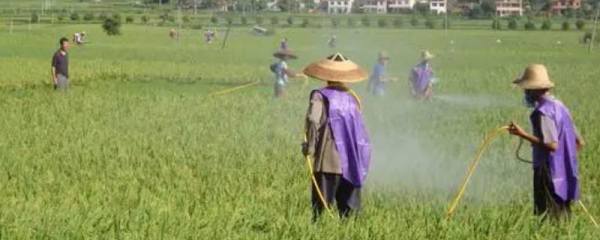 二月份能不能种玉米