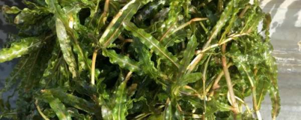 金针菇二次种植方法