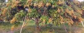 用什么土壤种植益智，疏松且偏酸性的土壤较合适