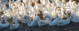 绿豆需要煮开花吗，煮绿豆的正确方法