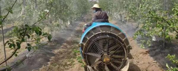 脆鱼是草鱼吗，草鱼与脆鱼有什么区别