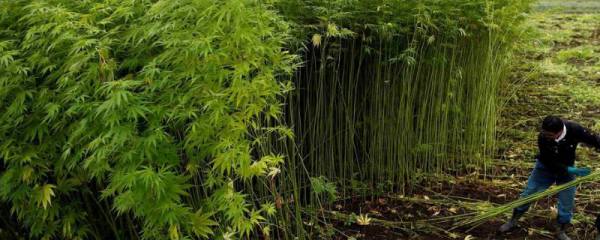 猪青霉素能和庆大霉素一起用吗，可以但需要分开注射