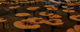 格兰德彩龟可以长到多大，体型通常能达到30厘米左右
