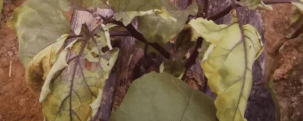 茄子叶片发黄掉落的原因，频繁用药容易引发落叶