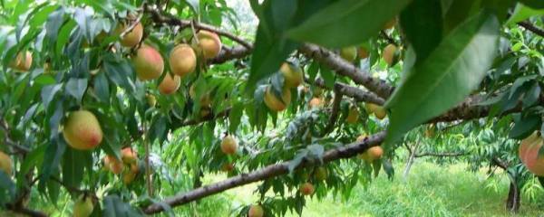 荔枝种子种植技巧，4-6月份或8-9月份均可种植