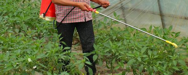 迁玉180玉米种子介绍，防治地下害虫
