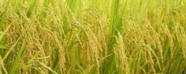 黄麒麟慈鲷好不好养，新手老手都可以饲养
